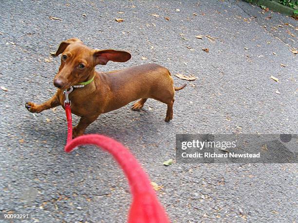 walking the dog - teckel fotografías e imágenes de stock