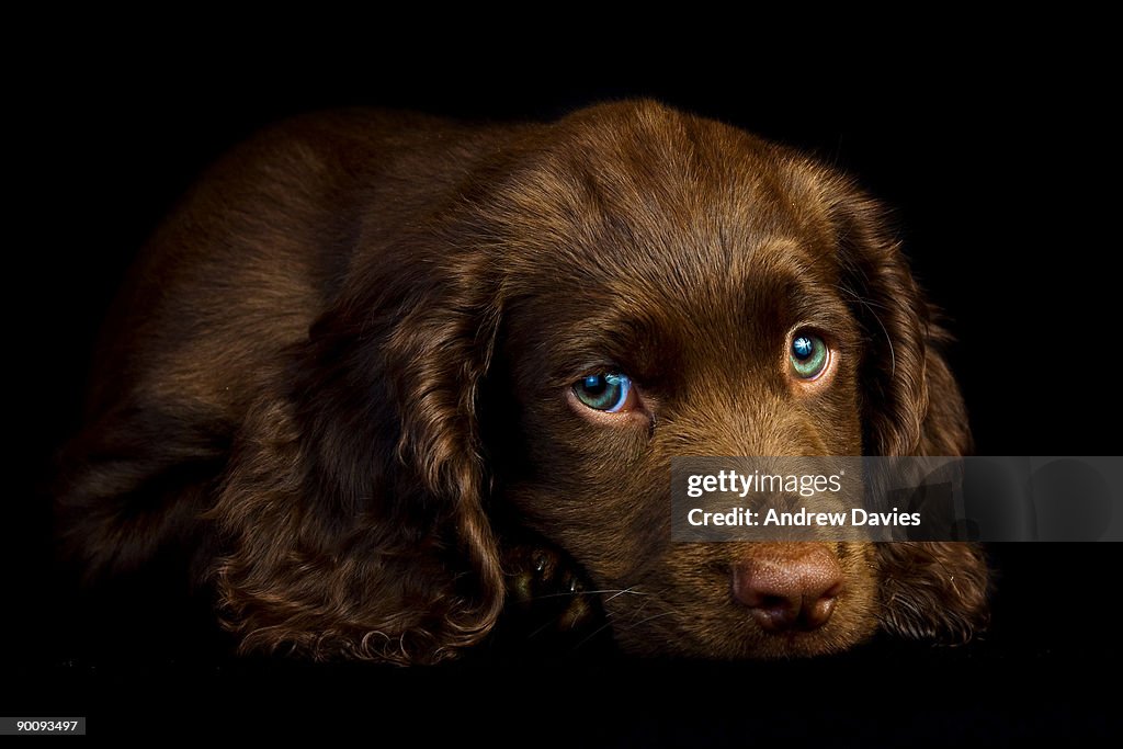 Cocker Spaniel Puppy