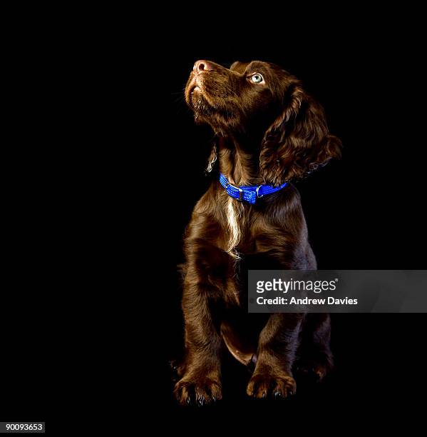 chocolate brown cocker spaniel puppy - dog black background stock pictures, royalty-free photos & images