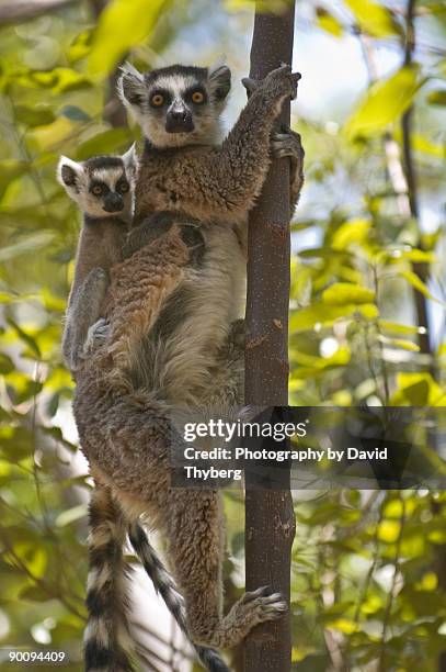 Ring tailed Lemur