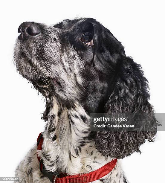 black and white cocker spaniel looking up - gandee stockfoto's en -beelden