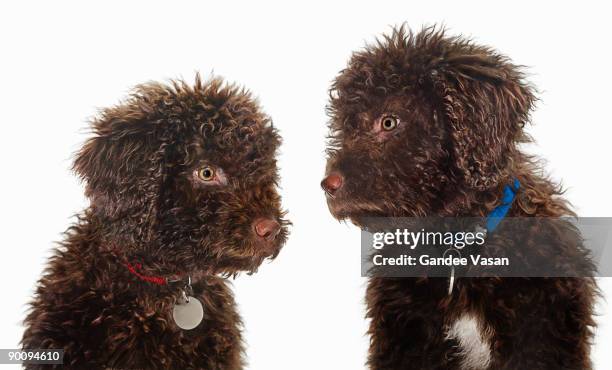 spanish water dogs - gandee stockfoto's en -beelden