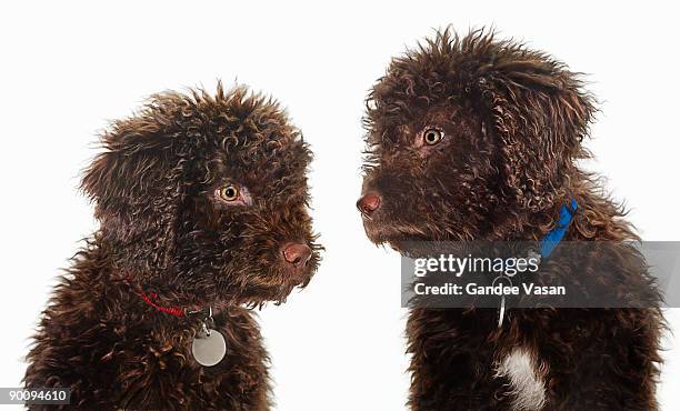 spanish water dogs - gandee stock pictures, royalty-free photos & images