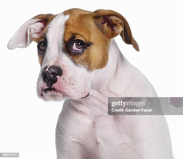bulldog boxer cross - gandee stockfoto's en -beelden