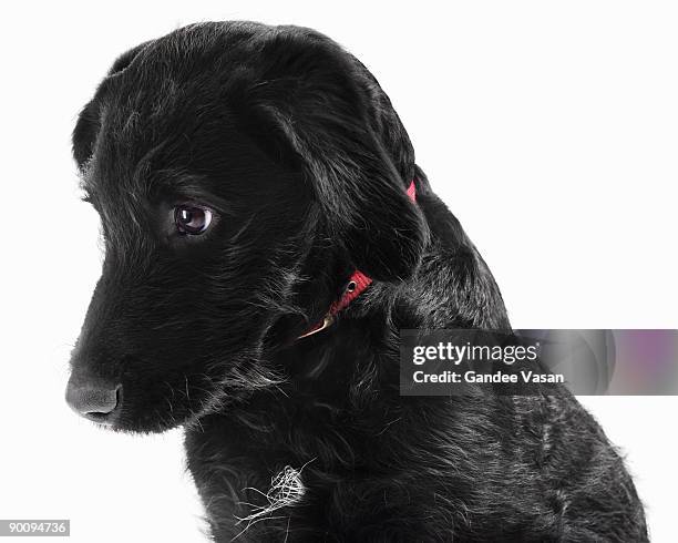 black labradoodle - gandee stock pictures, royalty-free photos & images