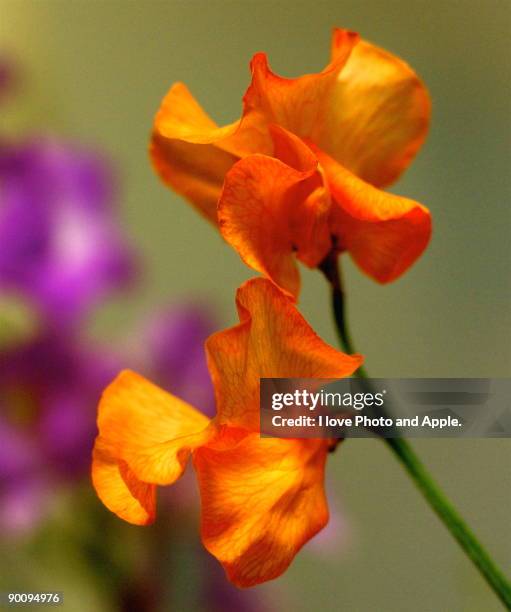 sweet pea - sweetpea stock pictures, royalty-free photos & images