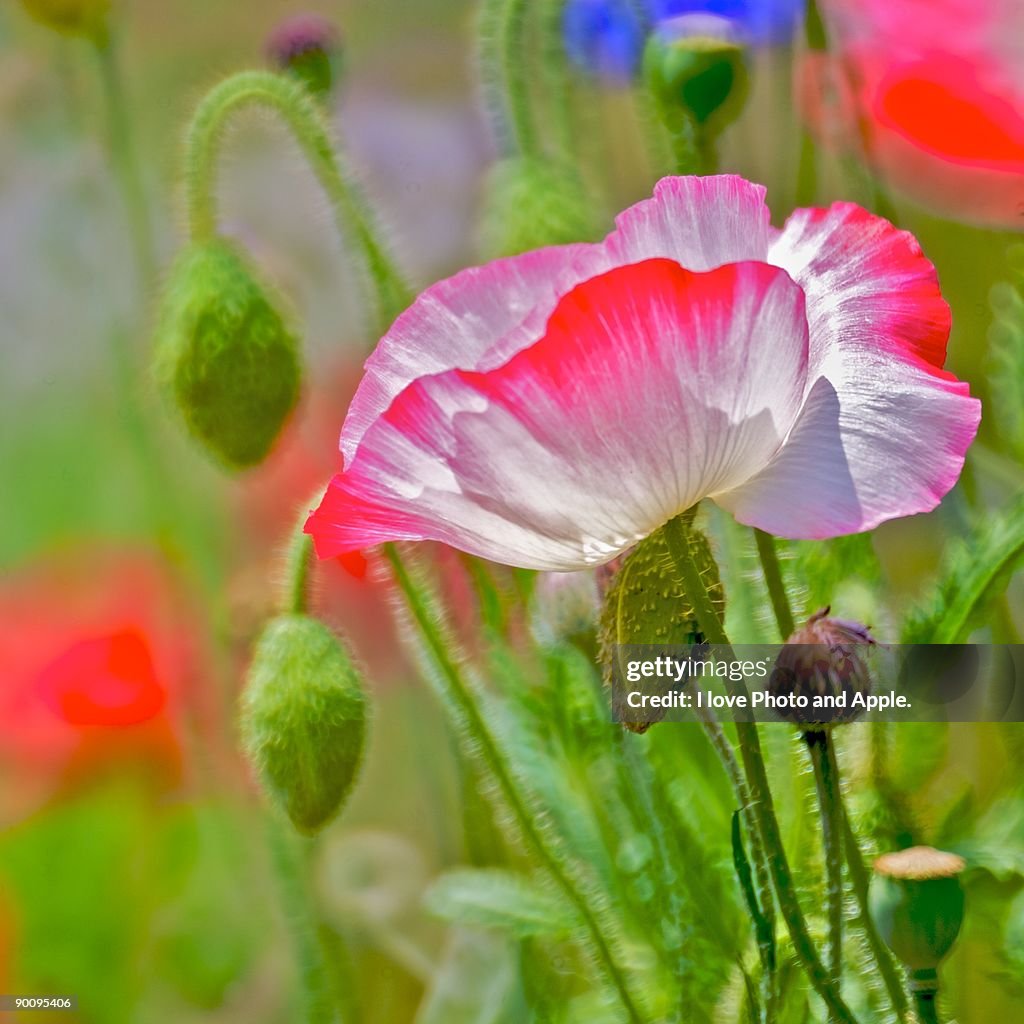 Spring Day Poppy Spring Poppy High-Res Stock Photo - Getty Images