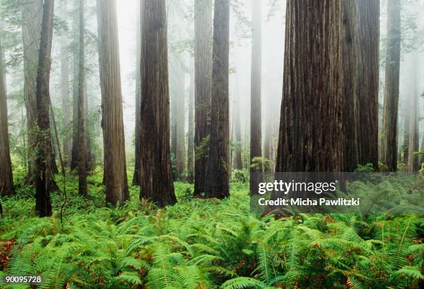 misty scene in redwood national park - redwood forest stock-fotos und bilder