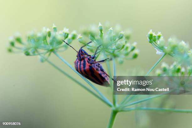 mariquita en planta - planta stock pictures, royalty-free photos & images