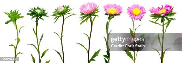 pink flower life cycle stages - lebenszyklus stock-fotos und bilder