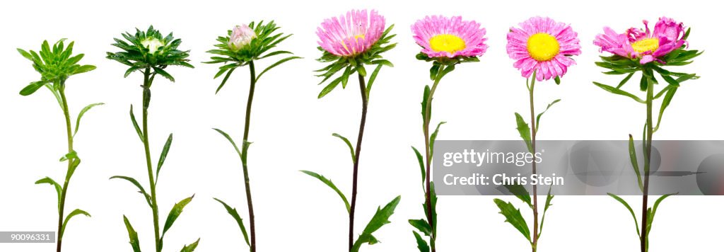 Pink flower life cycle stages