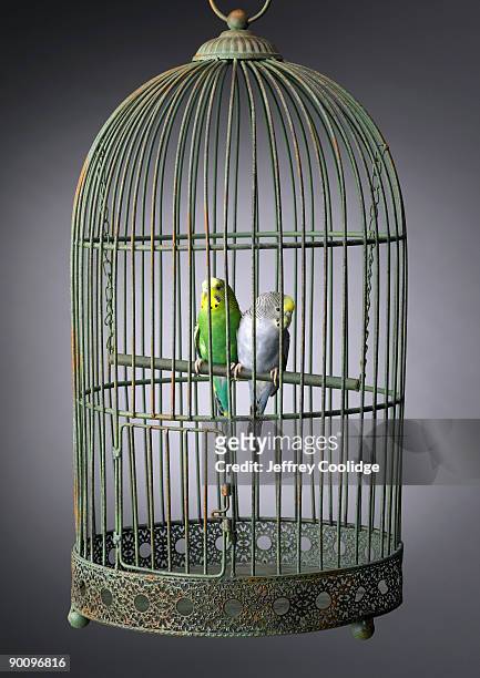 parakeets in cage - vogelkooi stockfoto's en -beelden