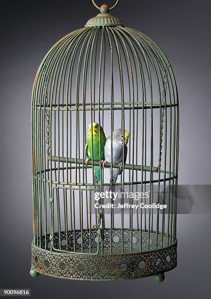 parakeets in cage - trapped bird stock pictures, royalty-free photos & images