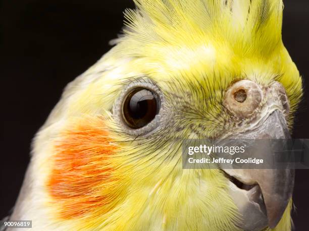 cockatiel head - cockatiel bildbanksfoton och bilder