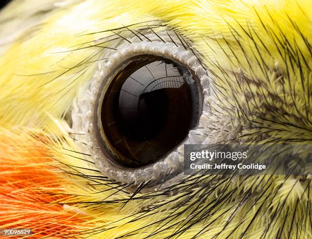 Close-up of Cockatiel's Eye