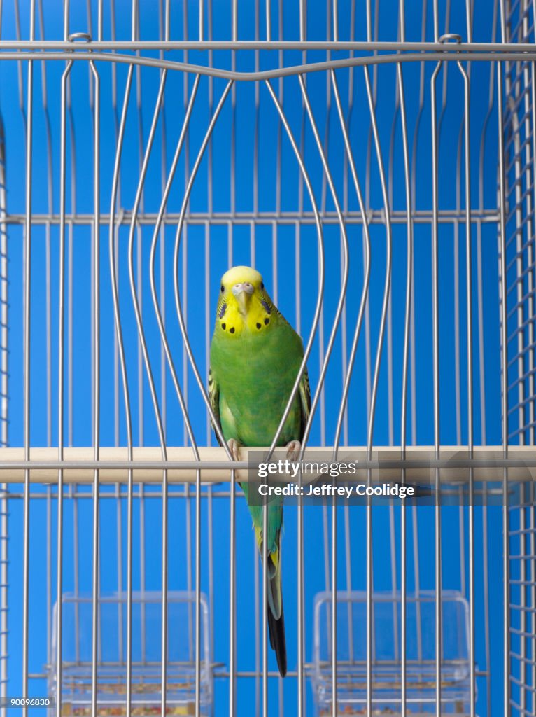 Parakeet in cage with bent bars