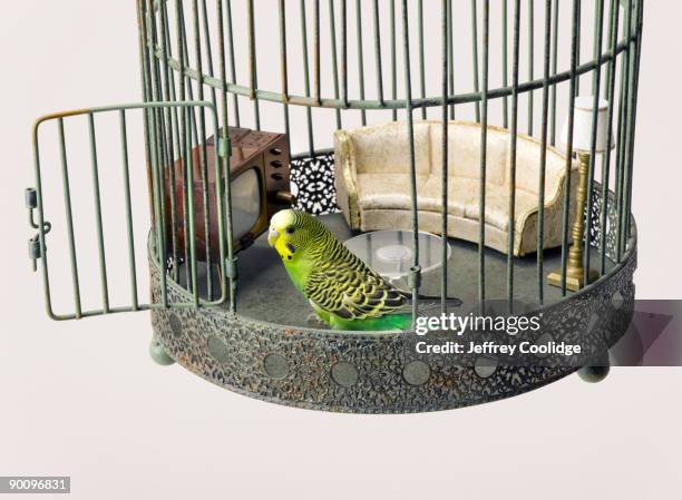 parakeet in cage with doll furniture - birdcage stockfoto's en -beelden