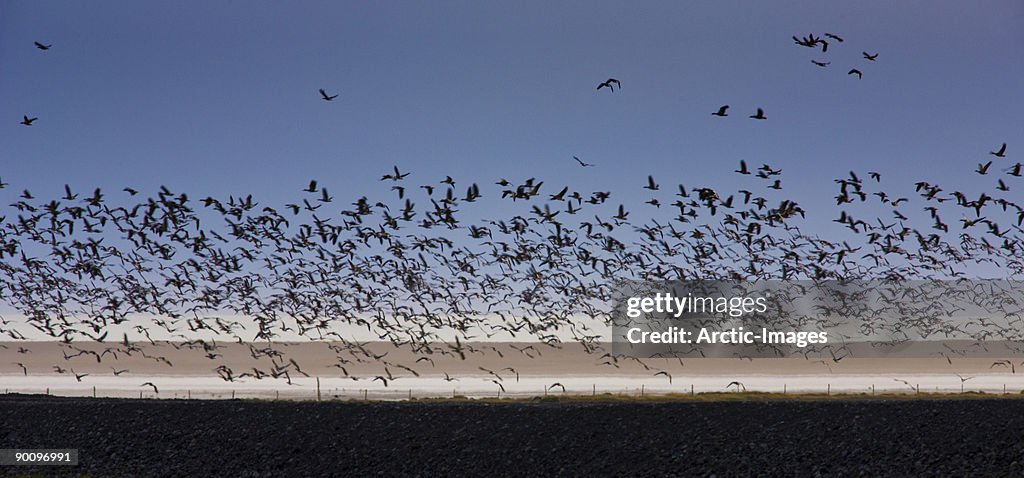 Flock of Geese flying