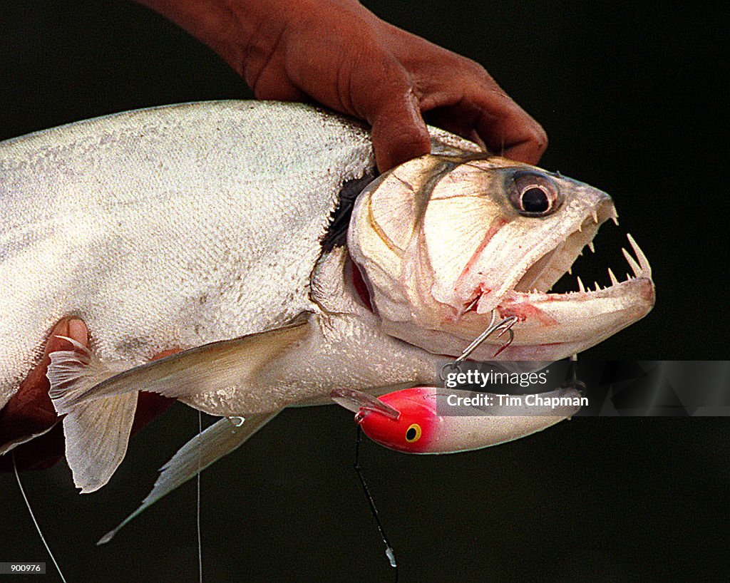 Amazon fishing - fanged payara