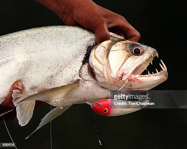 The fanged payara of the Orinoco watershed which eats piranha is held by a guide December 12, 1998. The fish known as "the pitbull of the fish world"...