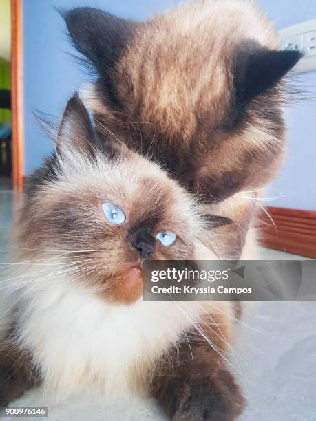 couple of himalayan cats mating at home - cat mating stock pictures, royalty-free photos & images