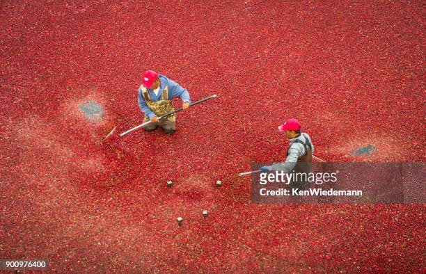 hip tief in beeren - cranberry harvest stock-fotos und bilder