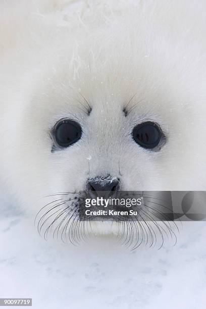 harp seal pup on ice - rob stockfoto's en -beelden
