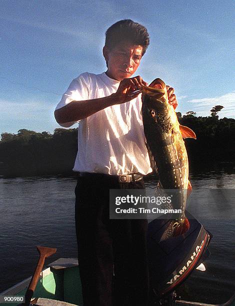 Fishing guide Manuel Cariban, unhooks a speckled peacock bass along the Ventuari River December 12, 1998. The fabled peacock bass, a sparkling...