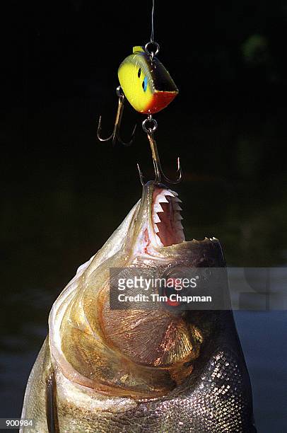 Piranha hangs from a rattle trap lure, teeth bared, at the Ventuari River in the Amazon region near the Manaka Lodge December 12, 1998. The Amazon...