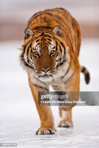 amur tiger is walking towards the camera - sibirischer tiger stock-fotos und bilder