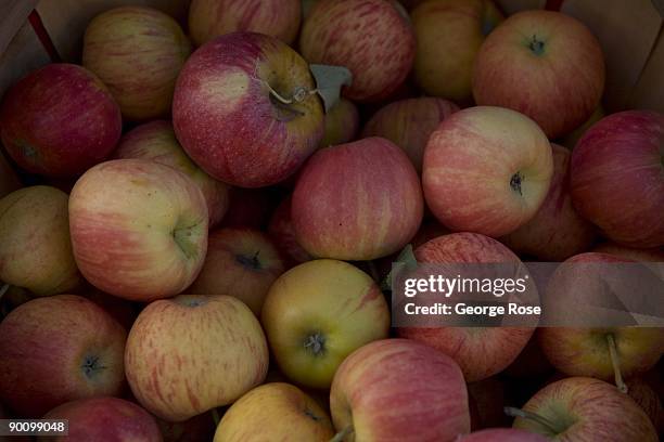 An arrangement of fresh apples for sale are displayed at the downtown Farmer's Market in this 2009 Healdsburg, California, morning summer photo.