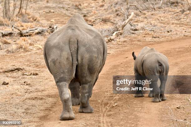 rhino pair leaving two - cria de rinoceronte - fotografias e filmes do acervo