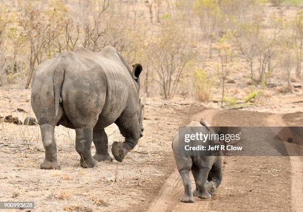 rhino pair leaving down the dirt road 4 - cria de rinoceronte - fotografias e filmes do acervo
