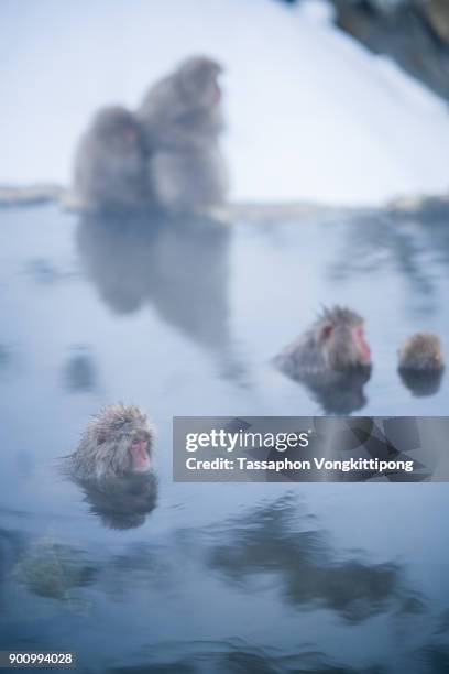 monkeys taking bath in japanese onsen hot spring - jigokudani nagano stock pictures, royalty-free photos & images