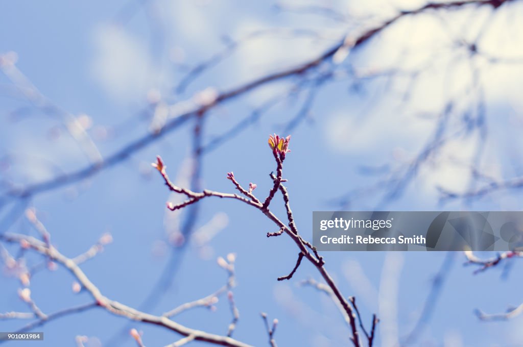Spring Tree Barnch Tree Branch In Spring High-Res Stock Photo - Getty Images
