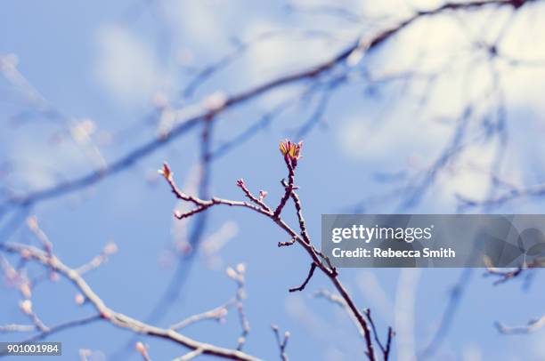 tree branch in spring - march month stock pictures, royalty-free photos & images