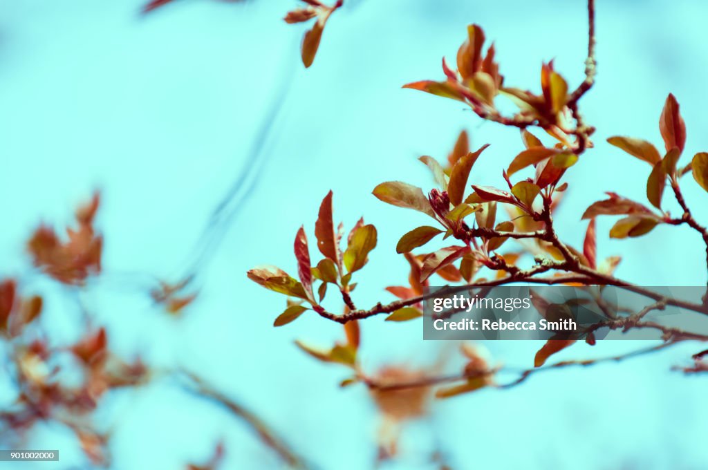 Spring Tree Barnch Tree Branch In Spring High-Res Stock Photo - Getty Images