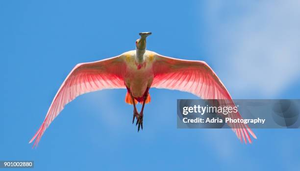 roseate spoonbill (ajaia ajaja) - ヘラサギ ストックフォトと画像