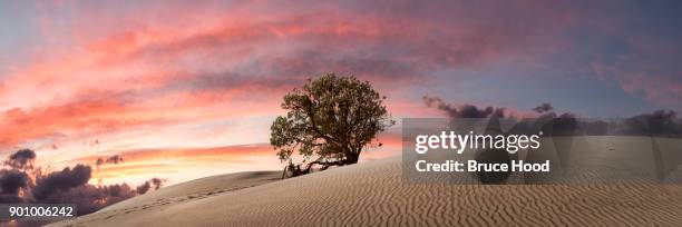 tree amongst the dunes - moreton island stockfoto's en -beelden