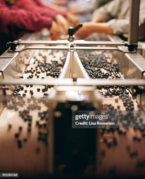 people sorting cabernet sauvignon grapes - cabernet sauvignon traube stock-fotos und bilder