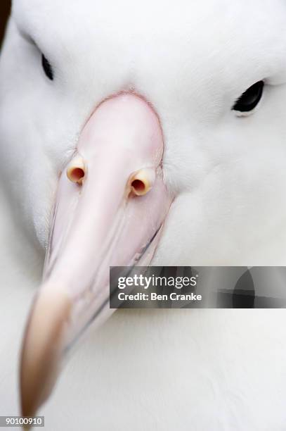 southern royal albatross (diomedea epomophora) - diomedea epomophora stock pictures, royalty-free photos & images