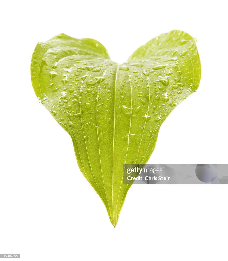 Heart shaped Hosta Leaf