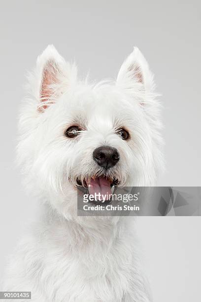 west highland white terrier head portrait - west highland white terrier stock pictures, royalty-free photos & images