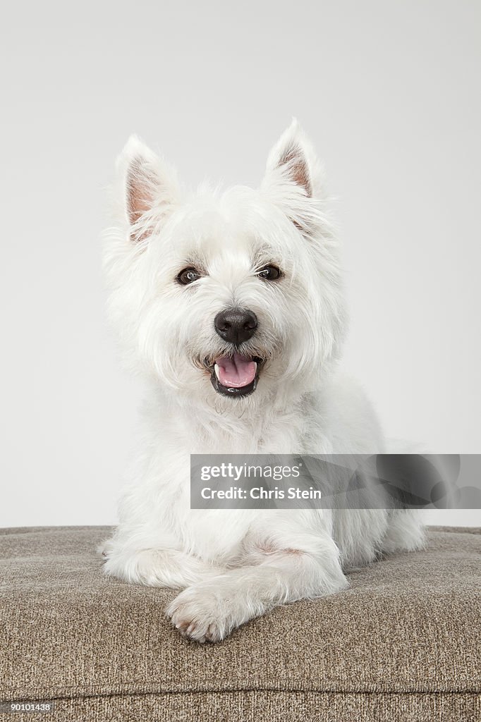 West Highland White Terrier laying down