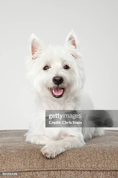 west highland white terrier laying down - west highland white terrier stock pictures, royalty-free photos & images