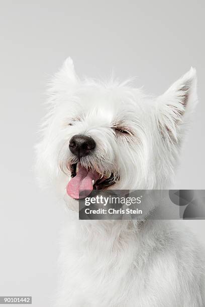 west highland white terrier laughing - west highland white terrier stock pictures, royalty-free photos & images