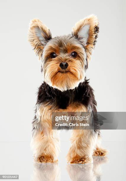 yorkshire terrier teacup portrait - yorkshire terrier stock pictures, royalty-free photos & images