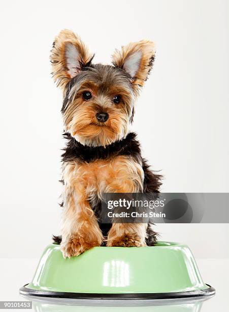 yorkshire terrier teacup in a food dish - dog bowl stock pictures, royalty-free photos & images