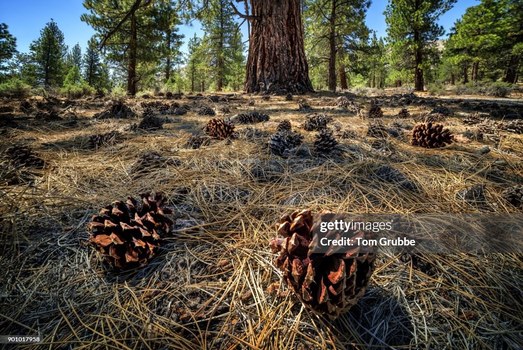 Pine Cones