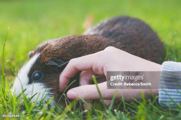 guinea pig in grass - konijn dier stockfoto's en -beelden